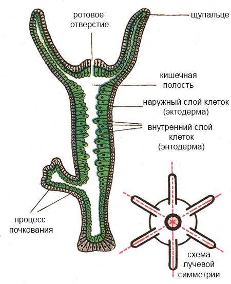 Кракен через браузер