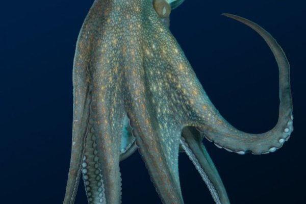 Kraken19at