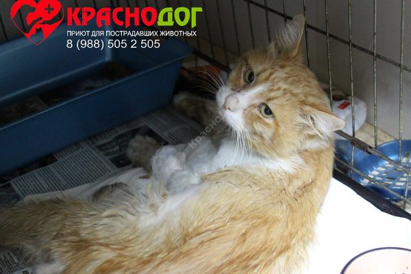 Восстановить аккаунт кракен