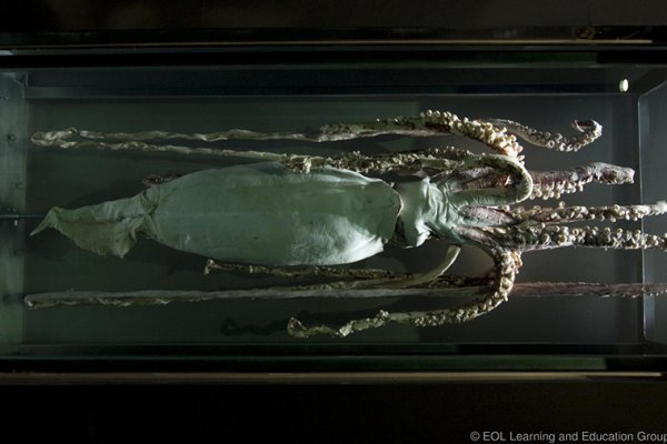 Kraken 2025 ссылка
