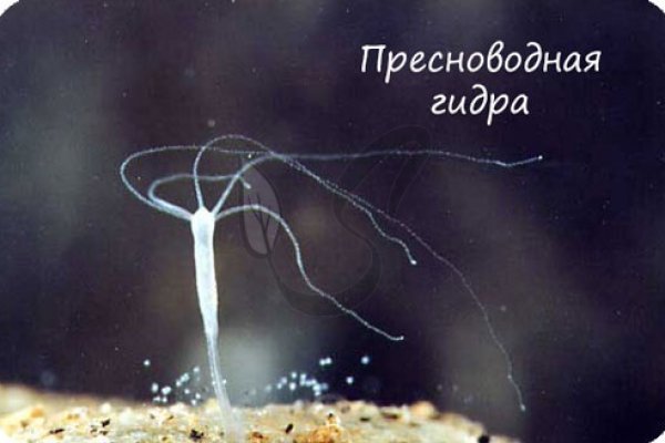 Ссылки на кракен мегу